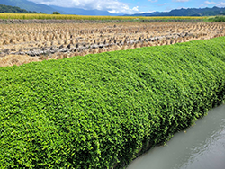 越橘葉蔓榕匍匐於田埂，適合作為地被植物，提供穩定的植被覆蓋