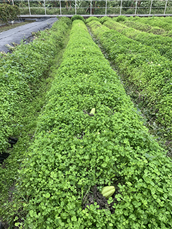 先撒播白花三葉草種子，待生長至10-15公分時，再種植種瓜