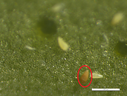 解剖顯微鏡下的柑橘銹蟎
