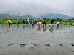 水稻是花宜地區的重要作物,在育苗及補秧季節需要大量人力投入。本場安排農業師傅學習如何在水田中行走與補植秧苗 水稻是花宜地區的重要作物,在育苗及補秧季節需要大量人力投入。本場安排農業師傅學習如何在水田中行走與補植秧苗