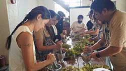 參與課程的族人認識酒麴植物，並動手製作酒麴