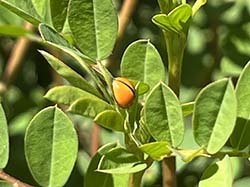 兩期稻作之間的植生田埂成為橙瓢蟲最佳庇護所