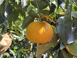 先頭城黃金茂谷柑果實在1-2月成熟