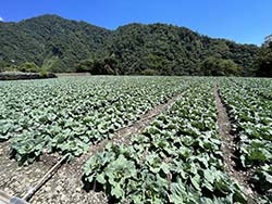 四南地區甘藍品質優良，是當地重要產業