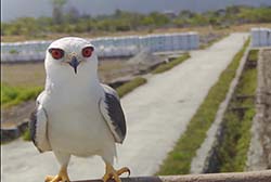 本場有機農業研究中心捕捉到黑翅鳶造訪的畫面，其主要以鼠類為食，對防治農田鼠害大有成效