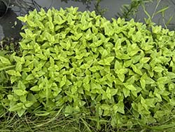 七月下旬的大葉田香植株