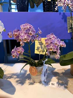 本場新品系蝴蝶蘭榮獲1座銅牌與1座第三獎