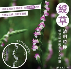 綬草　清明時節
