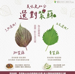 選對紫蘇　每位更加分