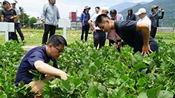 育種者陳緯宸助研員(右)於田間向命名審查委員說明大豆新品種田間表現情形