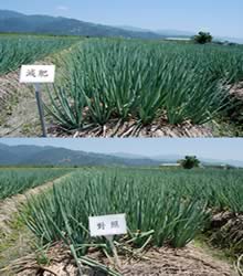 青蔥合理化施肥觀摩會
