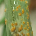 青蔥銹病感染時於表皮形成橘紅色孢子堆