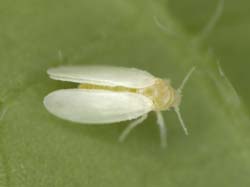 銀葉粉蝨主要棲息於葉背