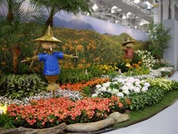 2011臺灣花卉展展示萱草粉佳人