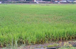 部分地區已發生稻熱病