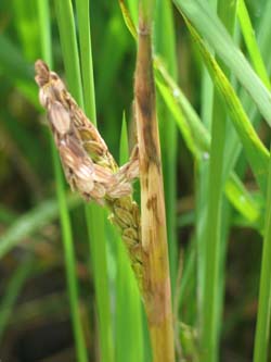 水稻紋枯病應即時防治，避免稻穗枯死\\\\\\\