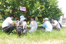 農友分享合理化施肥經驗，蓮霧品質與產量皆提升