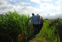 魚茭共生有機茭白筍栽培模式