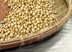 黃豆花蓮1號新豆上市