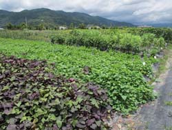 園區內種植多種美味的當令蔬菜，並調理多道美味料理