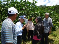 本場於南瑪都颱風後，立即下鄉輔導農民作物復耕。文旦適逢 採收期，在採收後本場建議施用液體肥料搭配禮肥，使其恢復樹勢