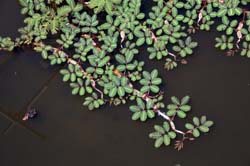 水合歡為水生植物，其莖枝躺臥在水面匍伏生長