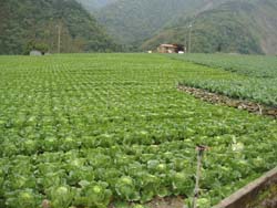 大同鄉南山村高冷蔬菜區