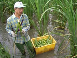 筊白筍農友賴阿苗