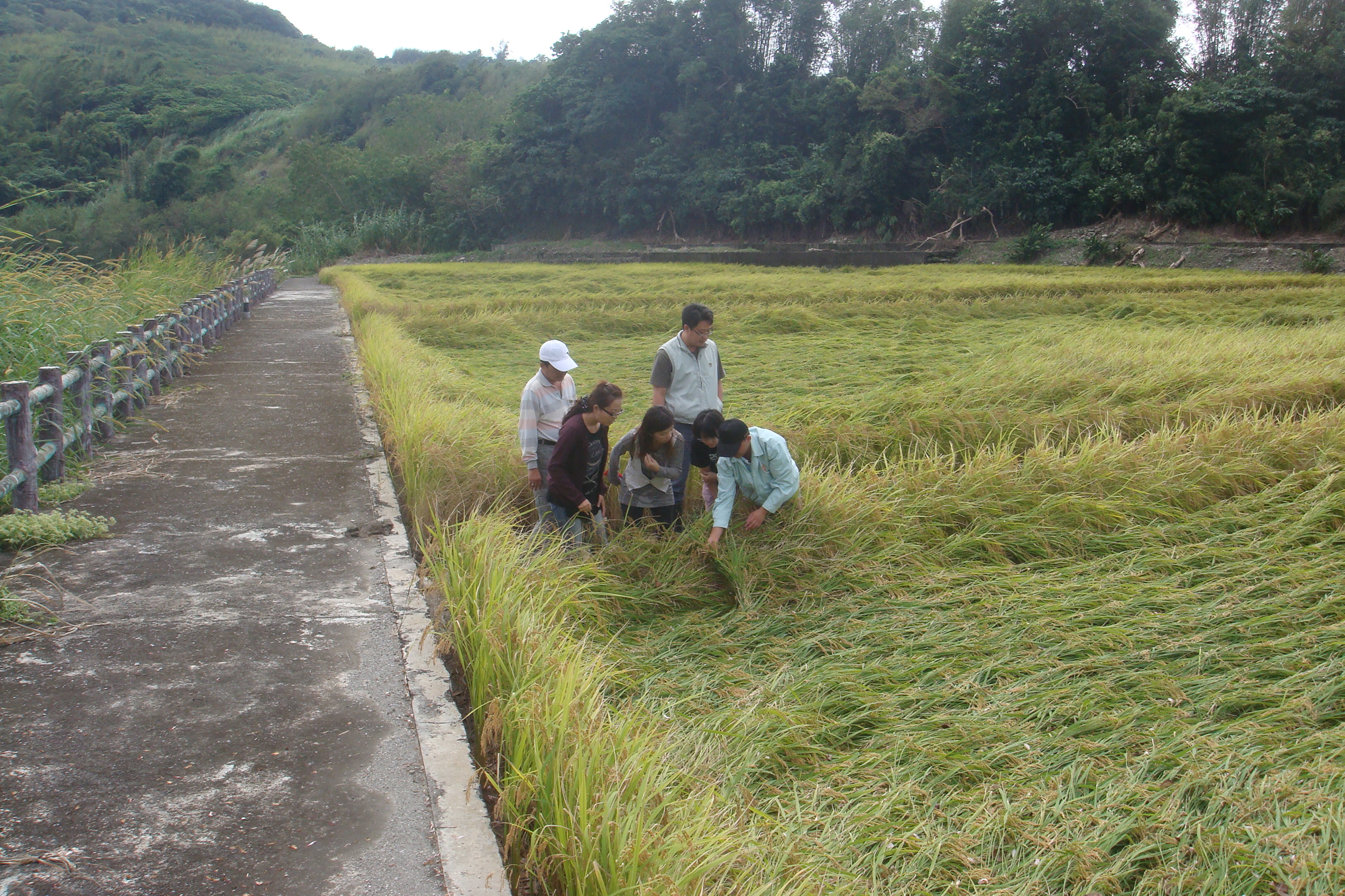 政府及鄉鎮市公所共同勘察災損，並輔導農民災後收穫或復耕措施。

