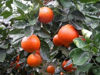 喜氣洋洋的明尼桔柚柑桔，就將要喜氣上市。

