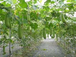 冬瓜花蓮1號為抗四種瓜類常見病毒病之品種，以及其大小適合果菜籃框運送，受到有機農友的喜愛。本有機採種試驗於東華觀自在有機農場以棚架栽培進行試驗，成效良好