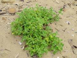 番杏對環境選擇不高，是海邊常見植物