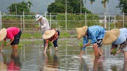 大專院校之學生至本場實習，不但有豐富的田間經驗，另接受基礎課程以及專題報告等訓練