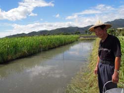 有機茭白筍田區旁邊讓魚休息的魚溝