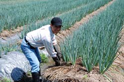 本場輔導三星鄉行健有機村沈福智農友有機青蔥栽培技術