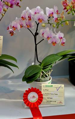 蝴蝶蘭新花組第二獎