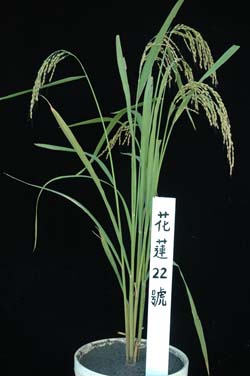 水稻花蓮22號植株外觀