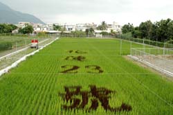 水稻花蓮23號稻田彩繪