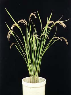 水稻花蓮24號植株外觀