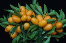 帶葉金柑鮮果串