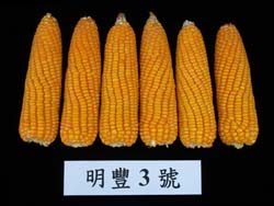 6種硬質玉米之果穗，以明豐3號(左三)籽實產量表現最優