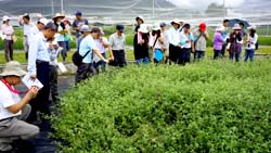 阿里山油菊生長情形良好
