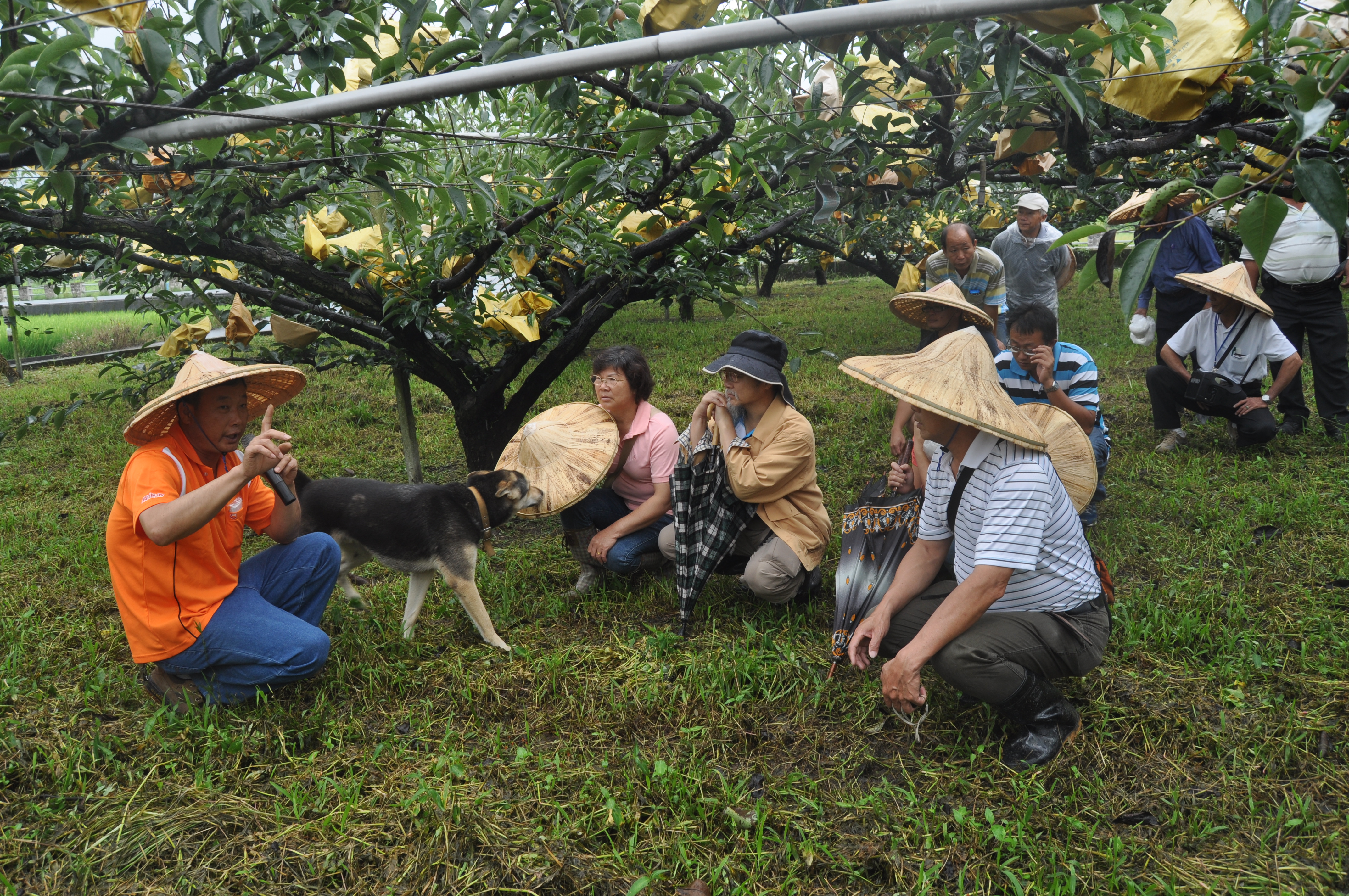 本場農民學院課程，安排學員到不同農友果園，彼此相互觀摩與切磋
