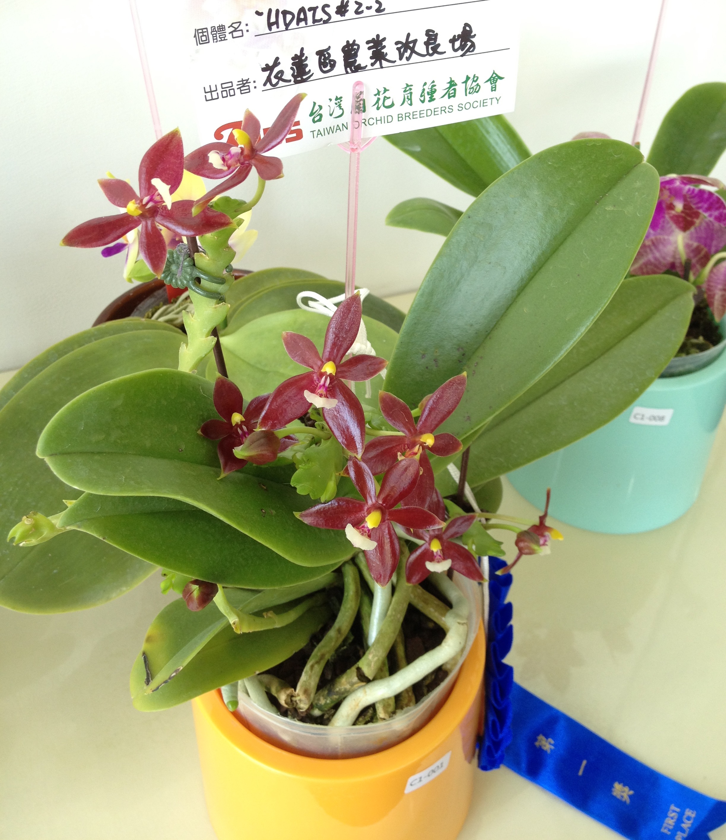 本場蝴蝶蘭榮獲102年，臺灣蘭花育種者協會舉辦個體競賽之蝴蝶蘭原種組第1獎