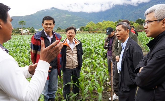 玉米試作期間，場長黃鵬(右二)曾多次前往田間了解農友種植情況