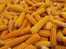 選對品種又有適當的管理，硬質玉米在花蓮也能出現不錯的產量