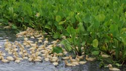 種養共生的有機栽培模式，黃色小鴨才一滑入水中，便開始自動自發地啄食雜草及福壽螺