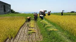 花蓮縣港口部落「米粑流」歡喜收割