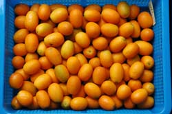 於晴天時採收之果實散裝於籃框中，置於0-5℃下冷藏3至4週，可保持金柑果實鮮度。