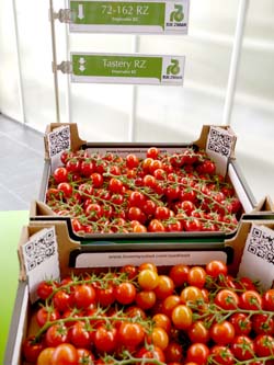Rijk Zwaan公司新推出的抗白粉病串收小番茄品種（上方）